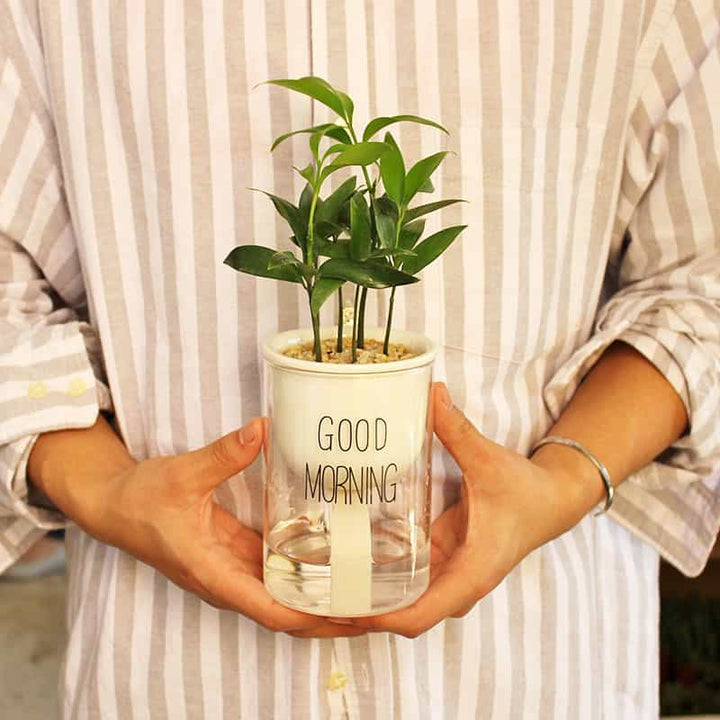 "Transparent självvattnande hydroponisk blomkruka, modern design med synliga rötter, idealisk för hem och kontor."