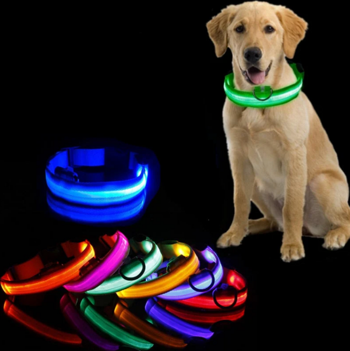 Uppladdningsbart LED-hundhalsband i neongrönt för ökad synlighet och säkerhet under mörka kvällspromenader.