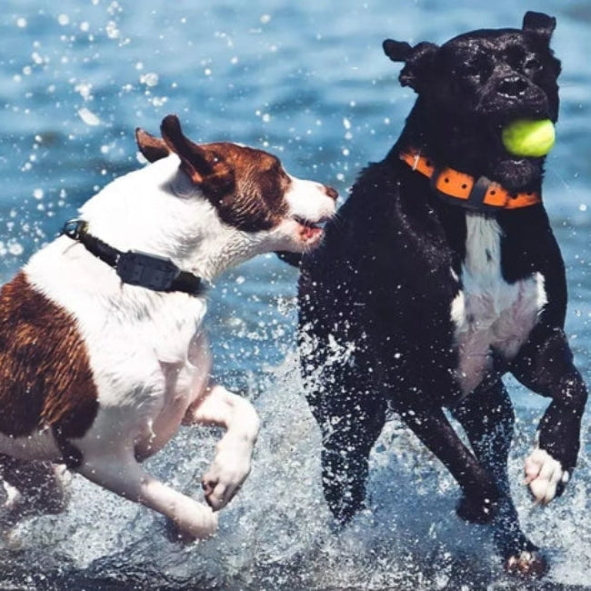 Elektroniskt hundträningshalsband med fjärrkontroll för korrigering och lydnad under hundträning.