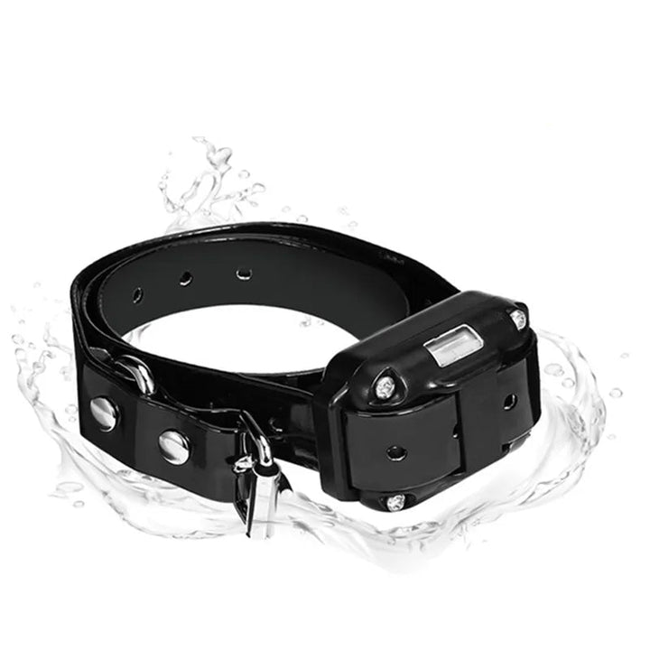 Hund med elektroniskt träningshalsband, fjärrkontroll i handen för utomhus lydnadsträning.