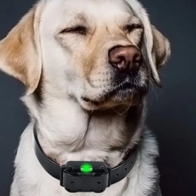 Robust och vattentätt elektroniskt hundhalsband för säker och effektiv träning, ett bra hundtillbehör.